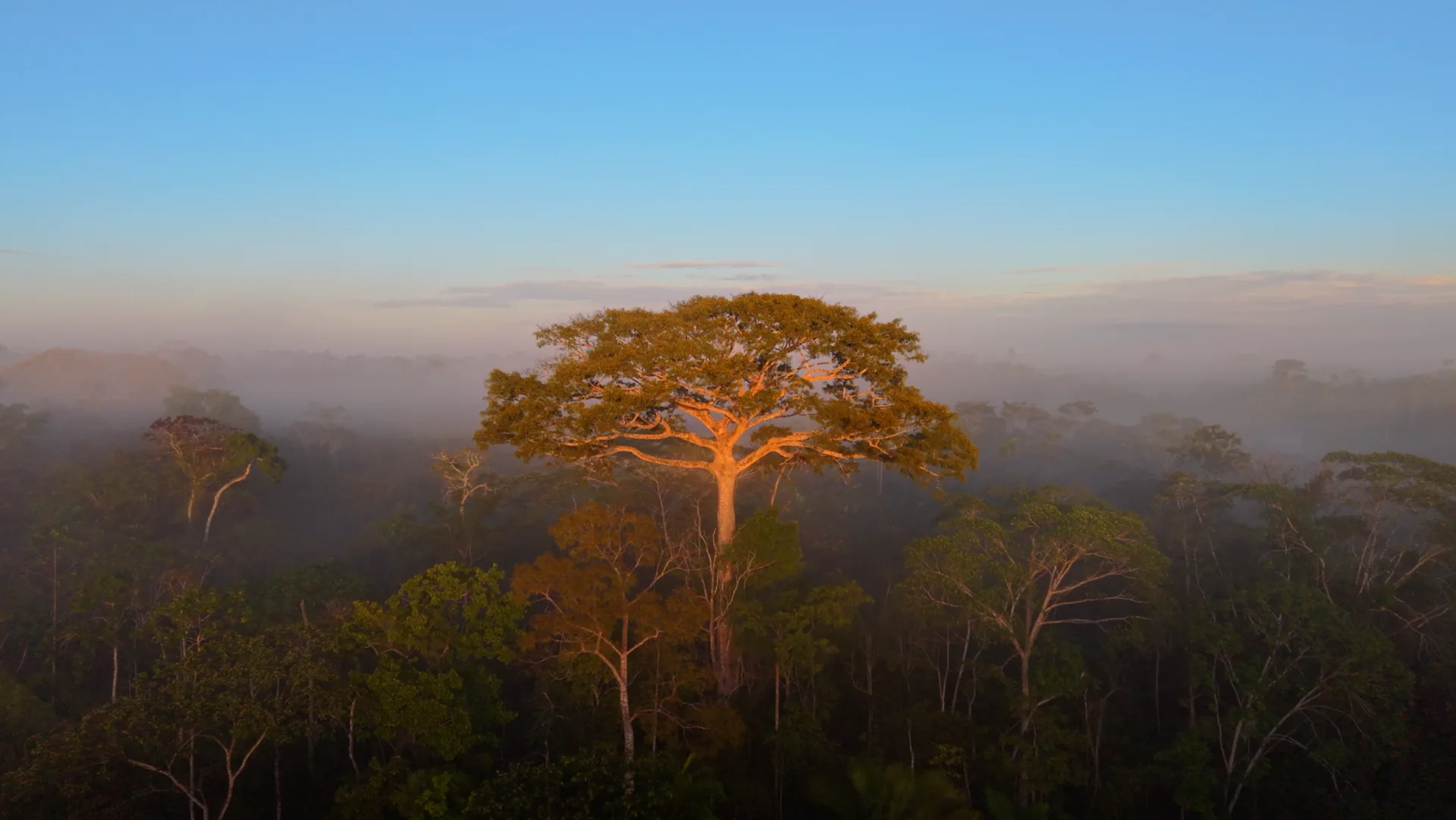 Un grand arbre émerge de la forêt amazonienne au lever du jour.